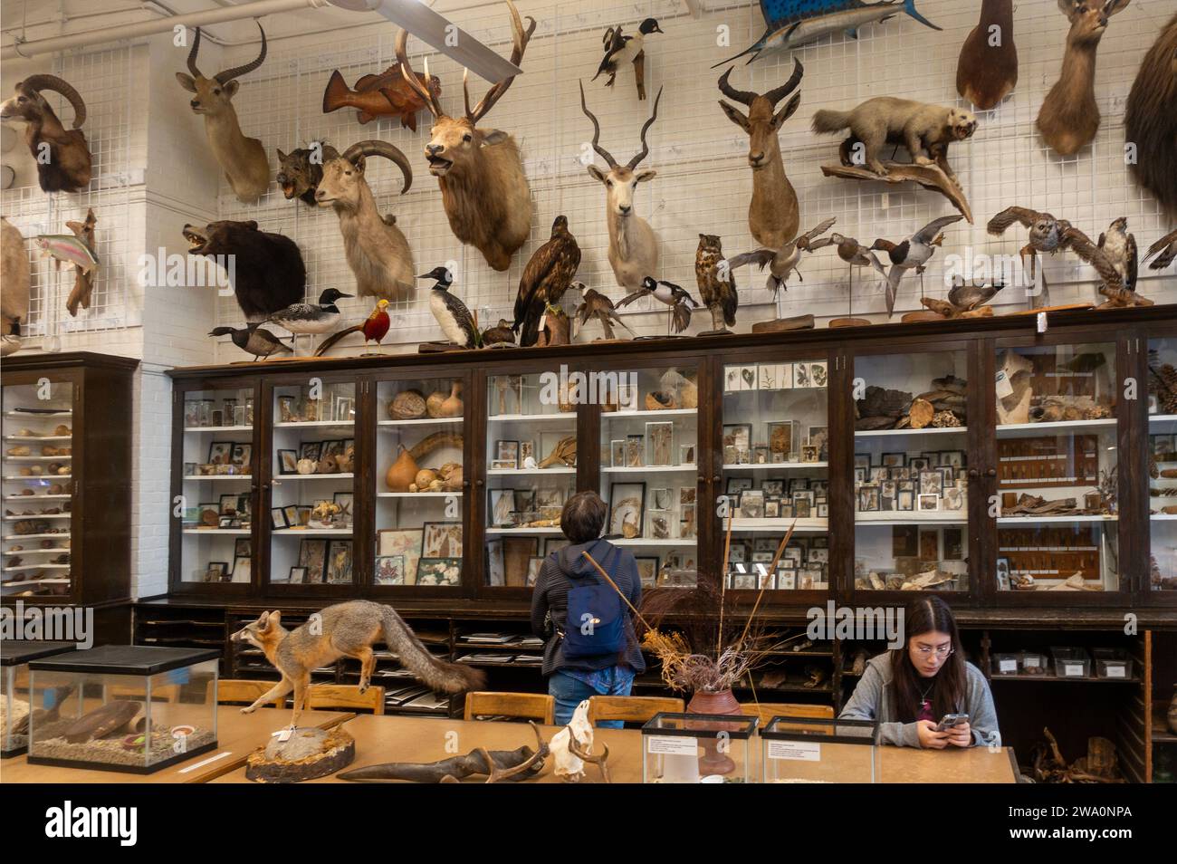 Edna Lawrence Nature Lab an der Rhode Island School of Design im Zentrum von Providence Rhode Island Stockfoto