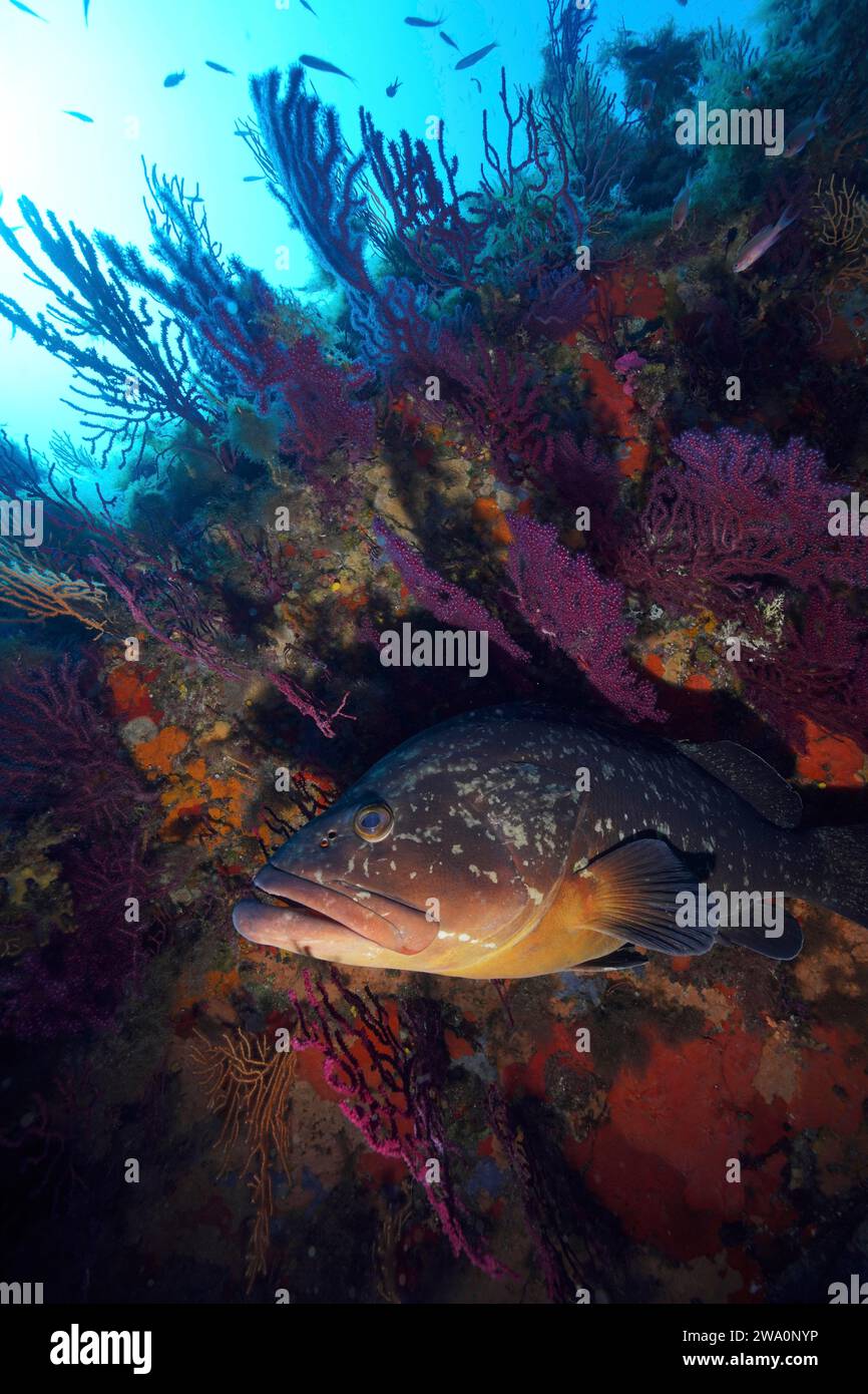 Dämmerungsbarsch (Epinephelus marginatus) (Mycteroperca marginatus) zwischen farbwechselnden Gorgonien (Paramuricea clavata), im Mittelmeer ne Stockfoto