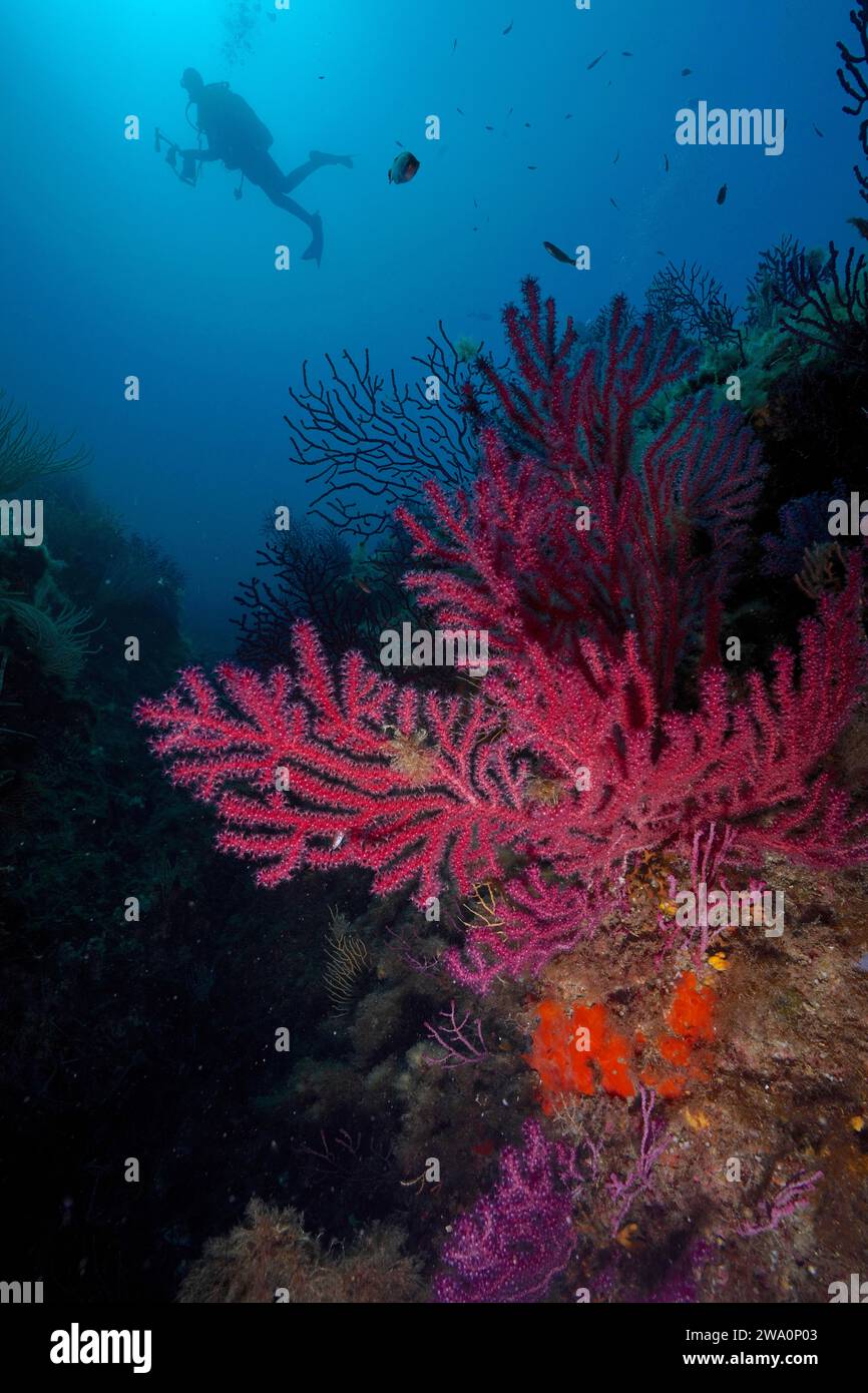 Violescent Sea Peitsche (Paramuricea clavata) mit offenen Polypen im Mittelmeer bei Hyères, Taucher im Hintergrund. Tauchplatz Giens Peninsula, beweisen Stockfoto