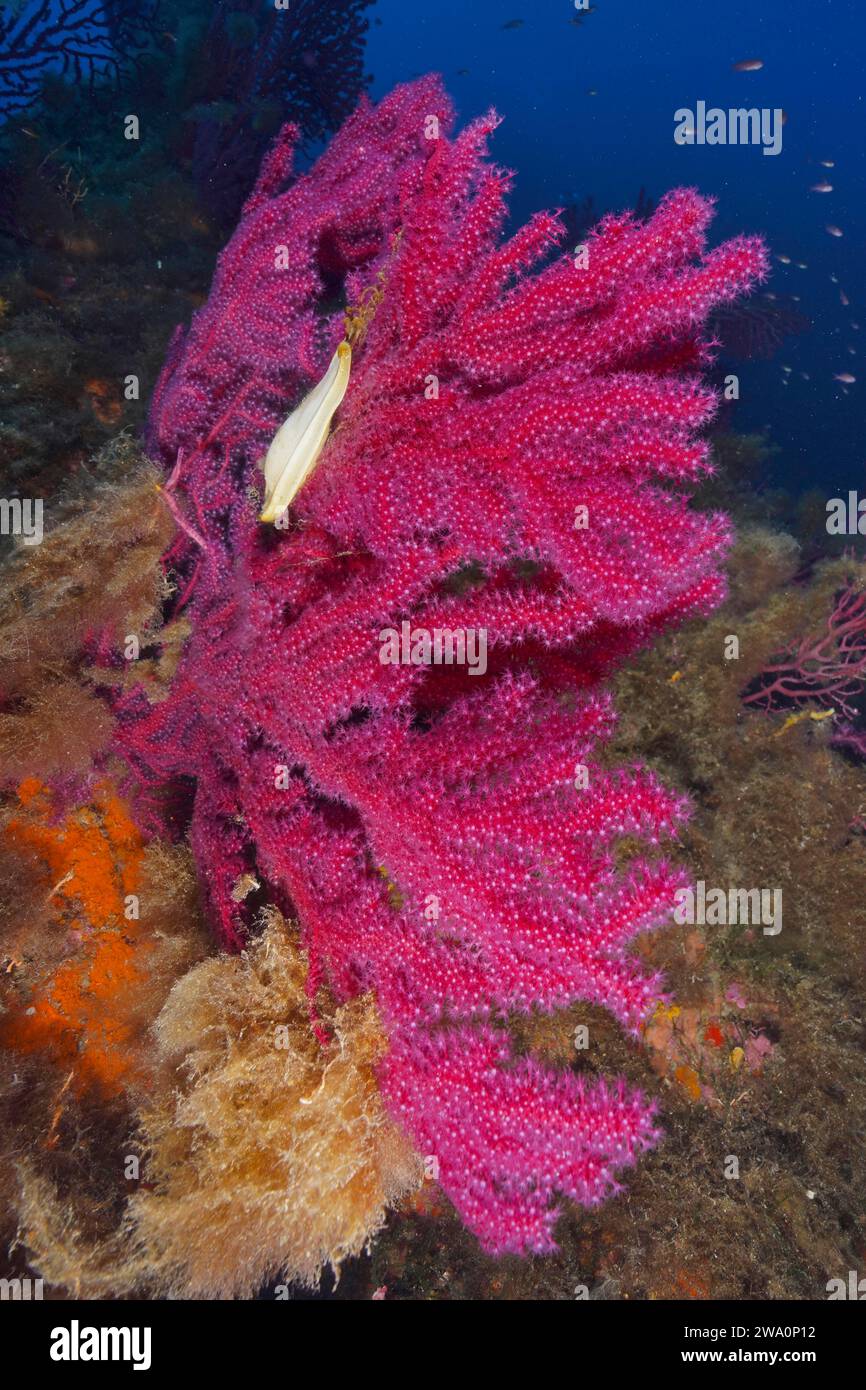 Eierkapsel des Nursehalls (Scyliorhinus stellaris) auf violeszierender Meerpeitsche (Paramuricea clavata) mit offenem Poyphae, im Mittelmeer bei Hyère Stockfoto