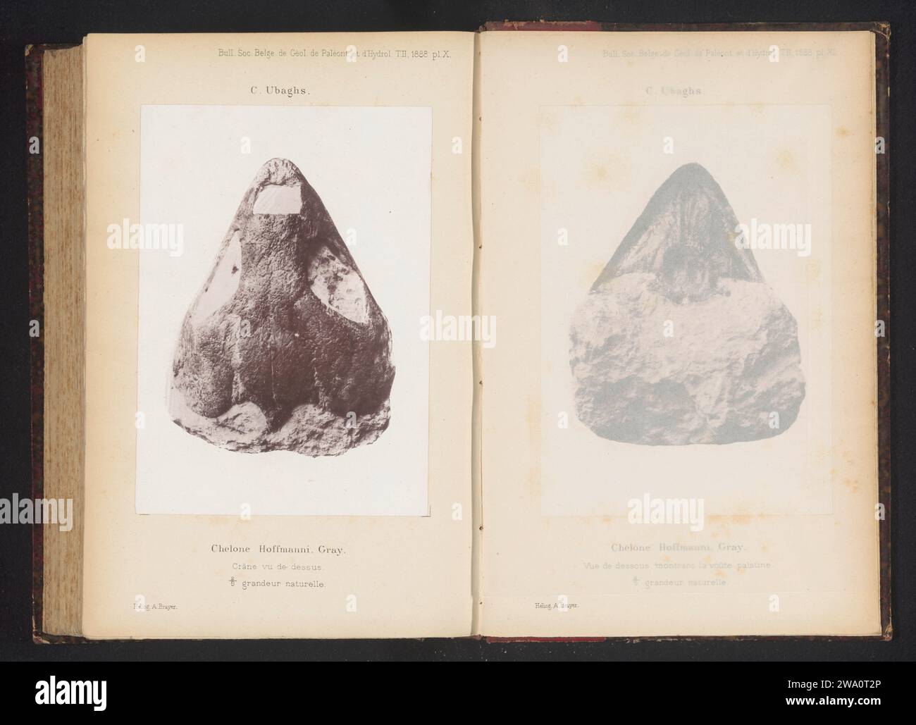 Fossil eines Schildkrötenkopfes, anonym, um 1883 - in oder vor 1888 photomechanischen Druckpapierkollotypen fossiler Tiere Stockfoto