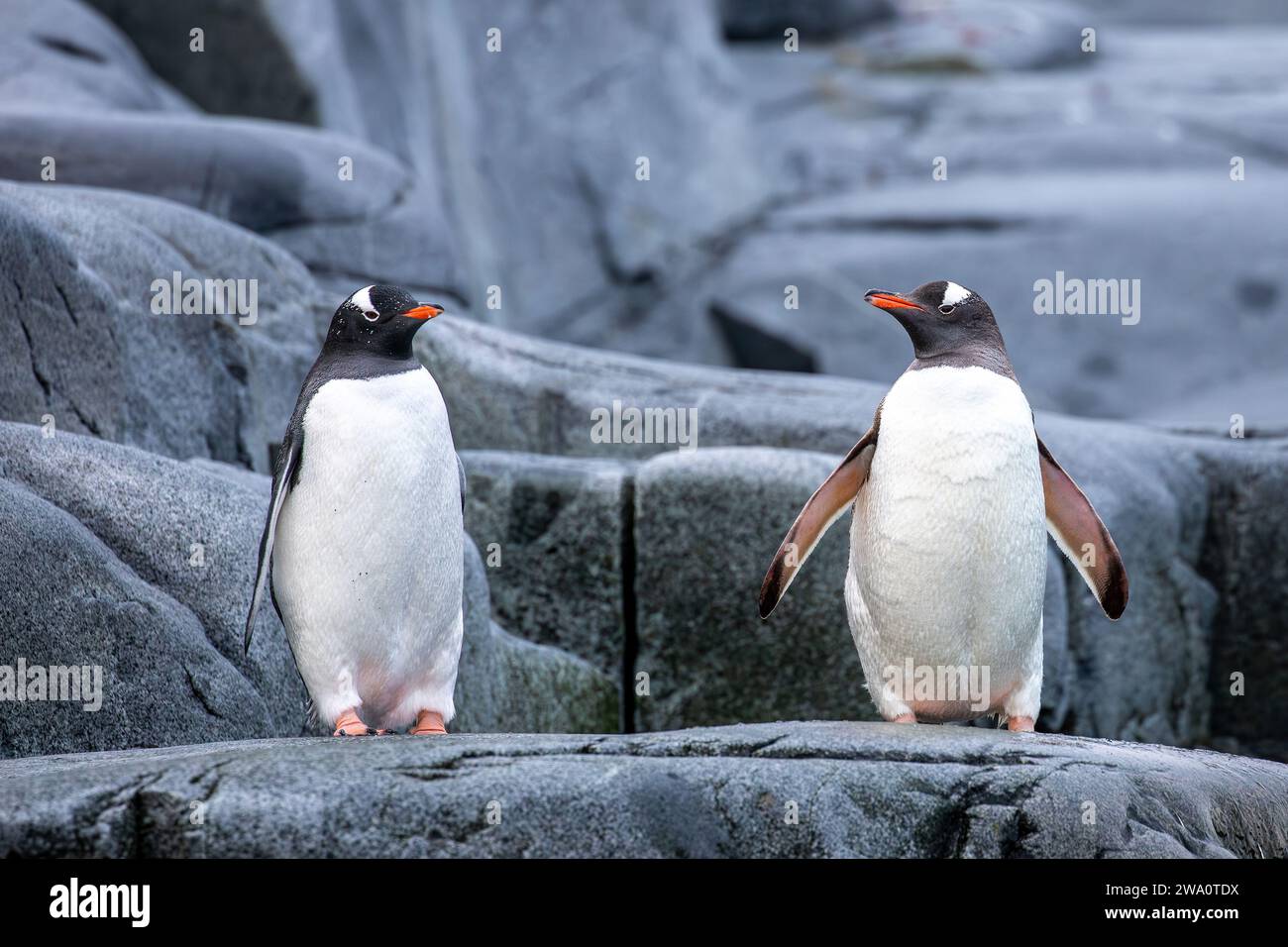 Ein Paar Gentoo-Pinguine, die an der Küste stehen Stockfoto