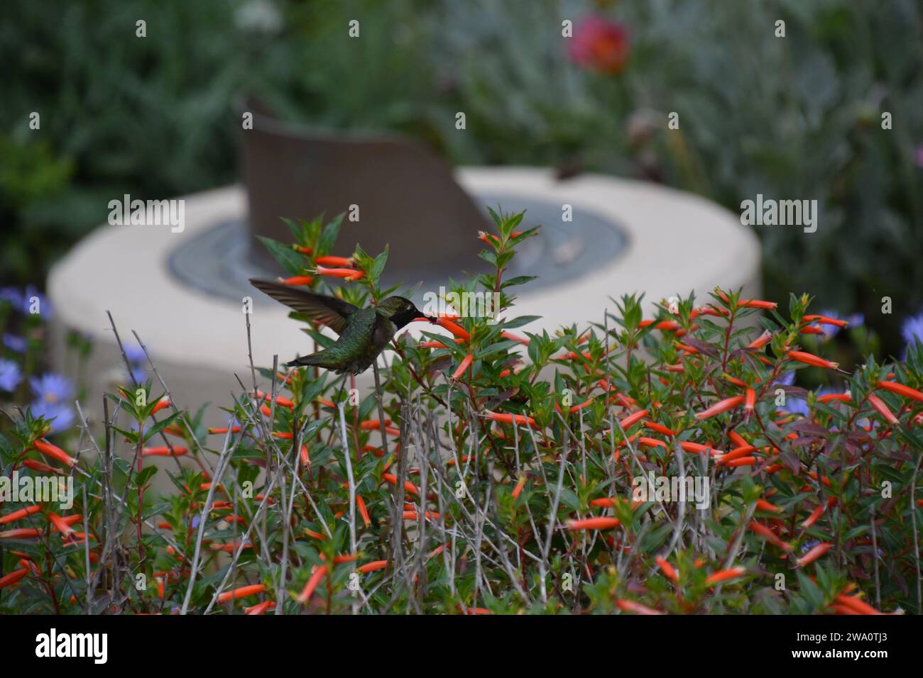 Ein Kolibri, der über Blumen schwingt, vor einem Vogelbad. Stockfoto