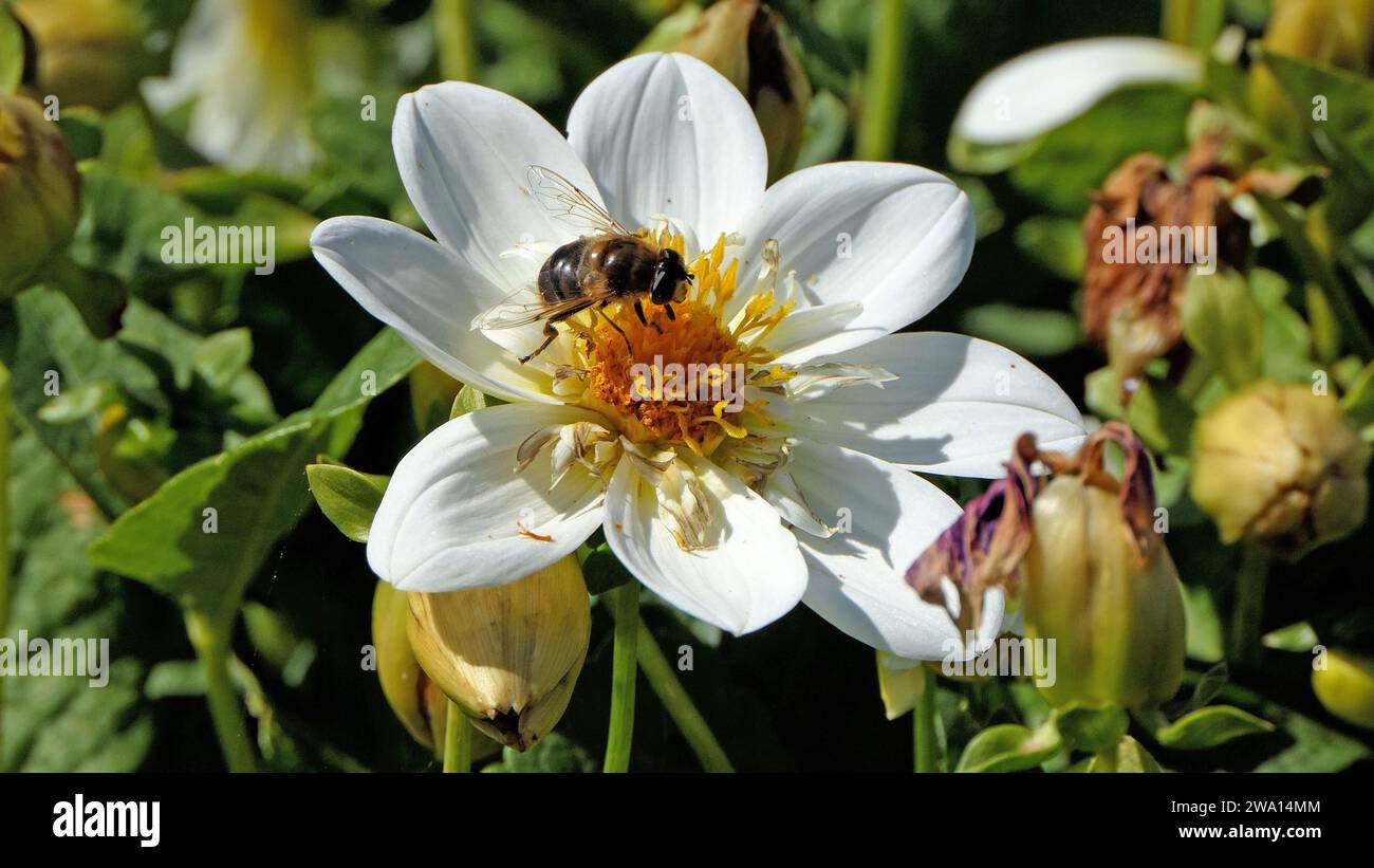 Biene auf einer Dahlia in Blüte in einem Garten in Großbritannien Stockfoto