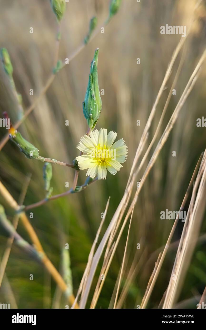 Eine blühende stachelige Salatpflanze auf einem Feld mit wilden Gräsern. Stockfoto