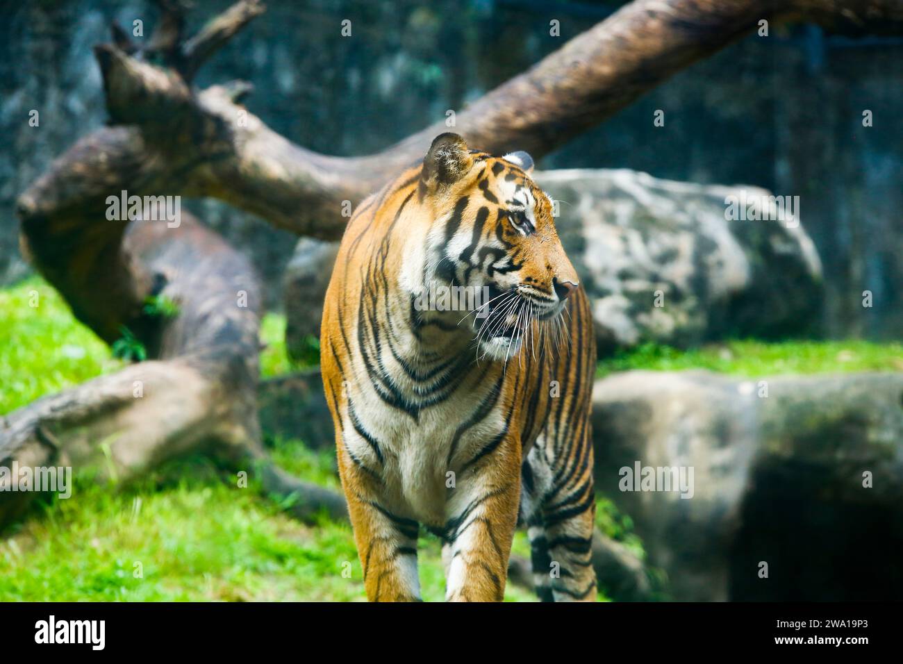 Großer männlicher bengalischer Tiger, der im Nationalpark in sri lanka spaziert. Dehiwala Zoo. Stockfoto