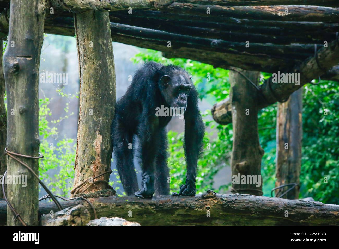 Nachdem Sie im Regen nass geworden sind, sehen Sie einen einzelnen erwachsenen Schimpansen im Zoo mit grünem natürlichem Hintergrund aus der Nähe. Es ist aus dem Sri Lanka Nationalpark. Stockfoto