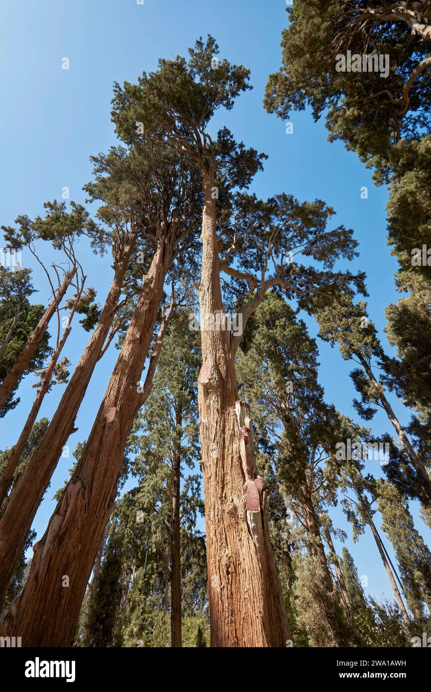 Alte Zypressen (Cupressus sempervirens var. Fastigiata) wächst im Fin Garden, dem ältesten (1590) existierenden persischen Garten im Iran. Kaschan, Iran. Stockfoto