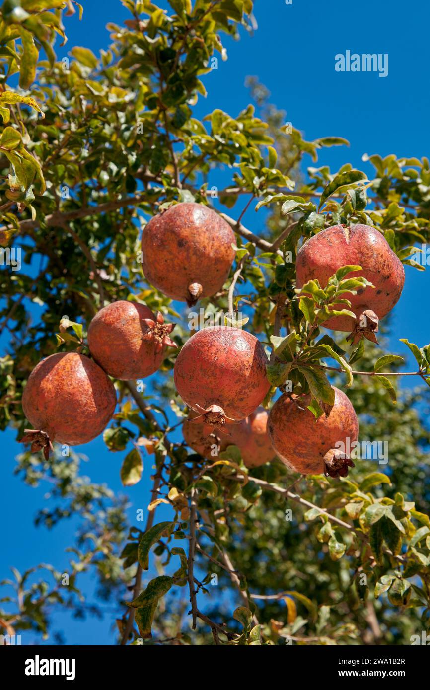 Zweig eines Granatapfelbaums (Punica granatum) mit Früchten. Kaschan, Iran. Stockfoto
