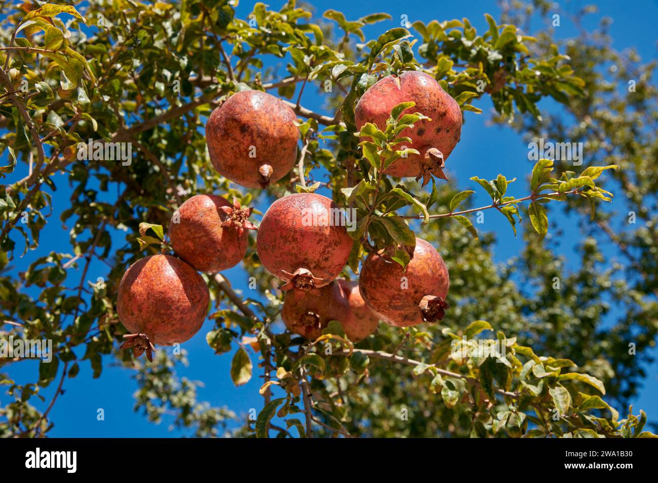 Zweig eines Granatapfelbaums (Punica granatum) mit Früchten. Kaschan, Iran. Stockfoto