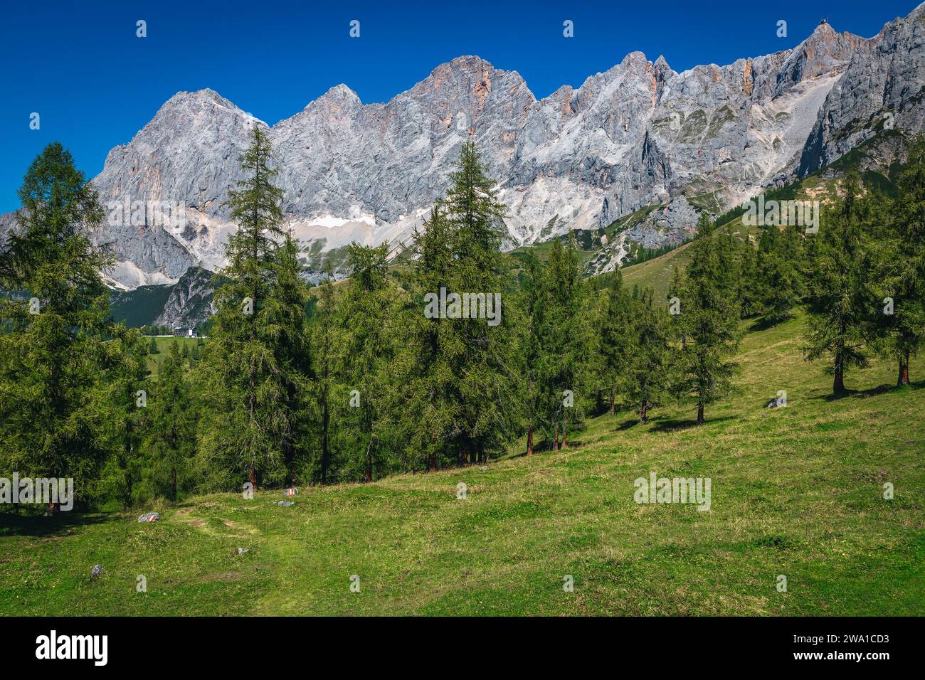 Herrlicher Blick mit Lärchenwald und hohem Dachsteinkamm, Ramsau am Dachstein, Steiermark, Österreich, Europa Stockfoto
