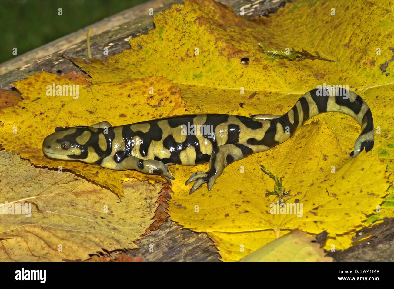 Detaillierte natürliche Nahaufnahme des gegrillten Tigersalamanders, Ambystoma mavortium auf gelb gefallenen Blättern Stockfoto