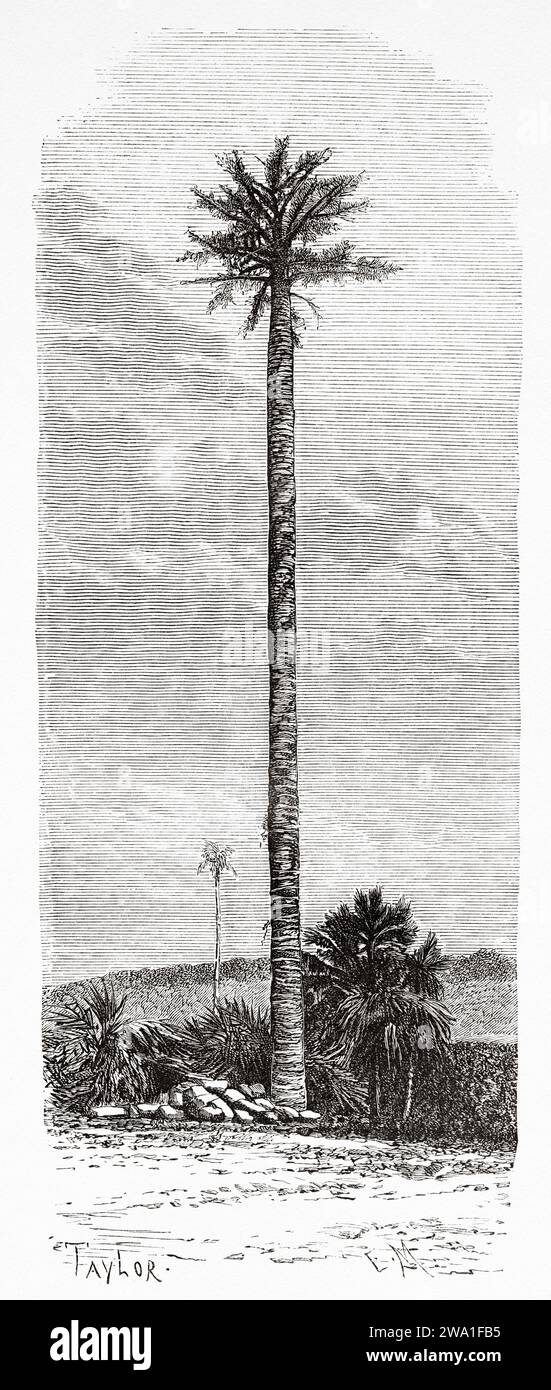 Palm (Corypha Utan) Java Insel. Indonesien, Südosten. Sechs Wochen in Java 1879 von Desire Charnay (1828–1915). Alter Stich aus dem 19. Jahrhundert aus Le Tour du Monde 1880 Stockfoto