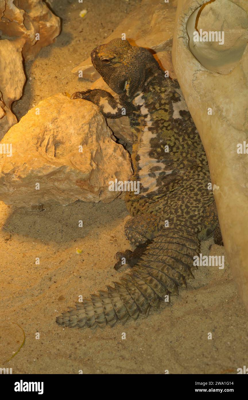 Natürliche vertikale Nahaufnahme eines nordafrikanischen Stachelschwanzes oder Bell's Dabb Lizard, Uromastyx acanthinurus in einem Terrarium Stockfoto