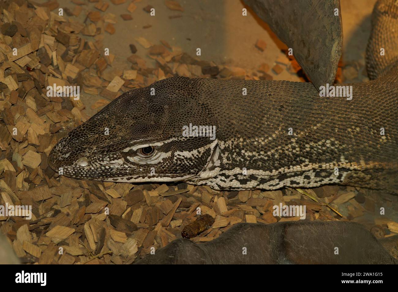 Natürliche Nahaufnahme auf einem Gelbfleckenmonitor oder einem New Guinea Argus Monitor Varanus panoptes horni in einem Terrarium Stockfoto