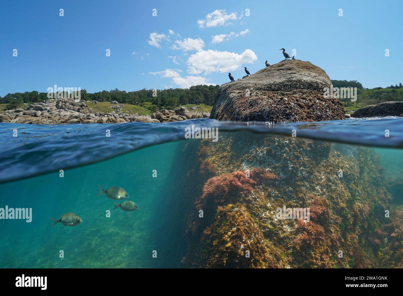 Küste mit Kormoranvögeln auf einem Felsen und Fisch unter Wasser, geteilte Ebene Blick über und unter der Wasseroberfläche, Atlantik, natürliche Szene, Spanien Stockfoto