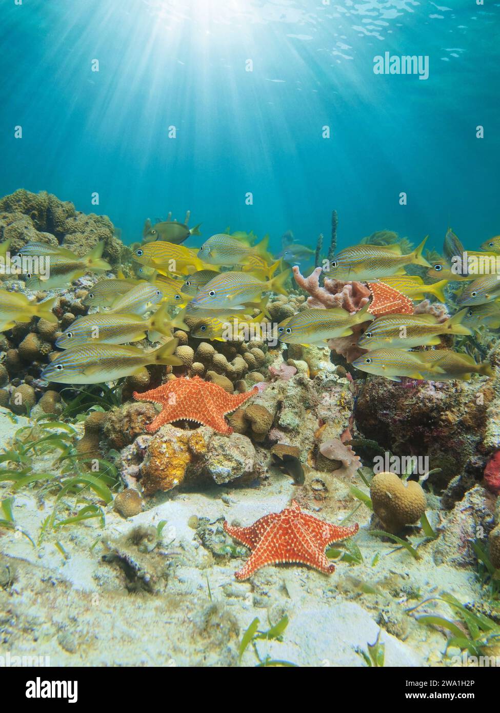 Sonnenlicht unter Wasser auf einem Riff mit tropischen Fischen und Seesternen, Karibische See, Naturszene, Zentralamerika, Panama Stockfoto