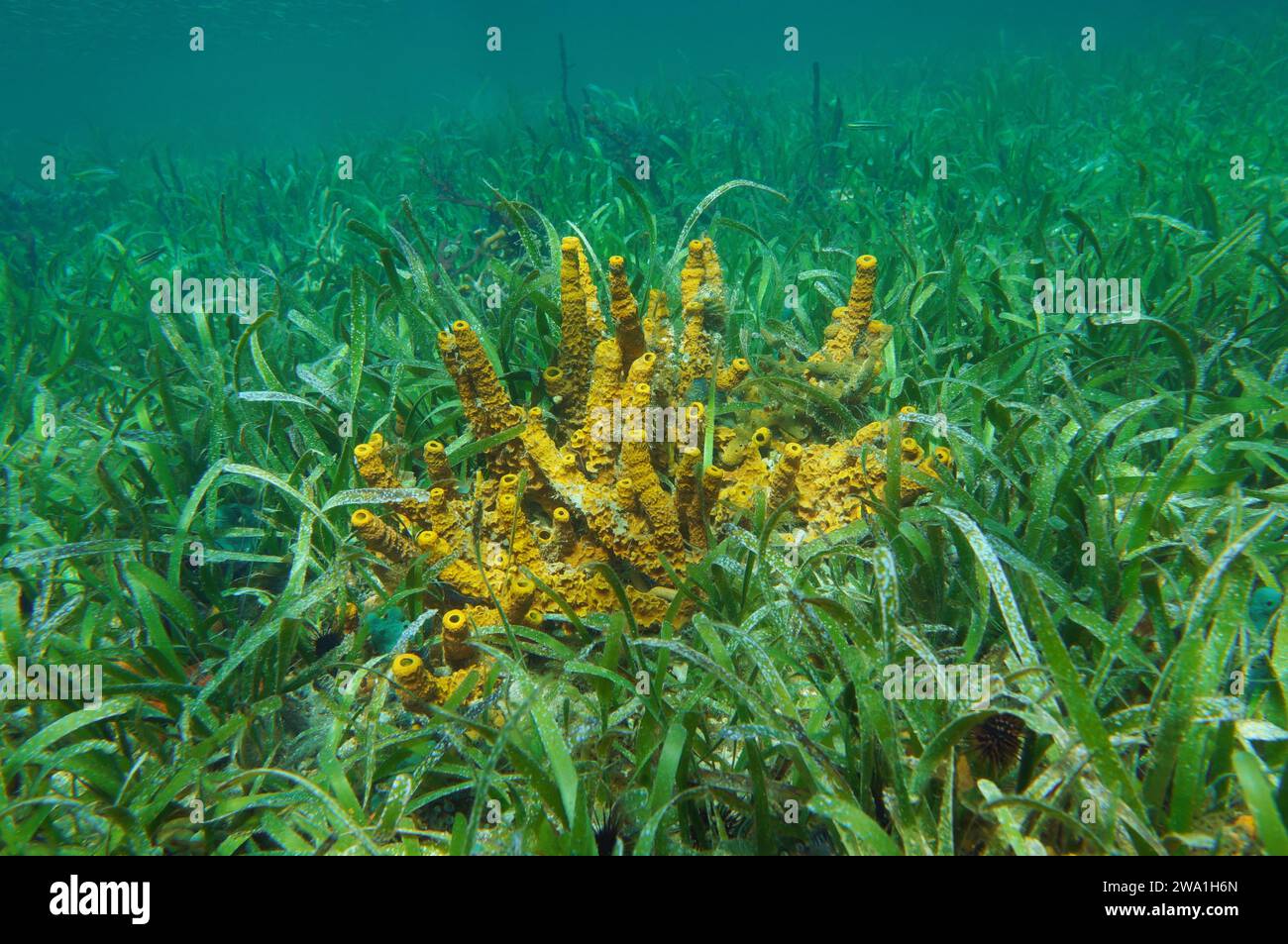 Gelber Rohrschwamm Aplysina insularis in Seegras Thalassia testudinum unter Wasser in der Karibik, Naturszene, Zentralamerika, Panama Stockfoto