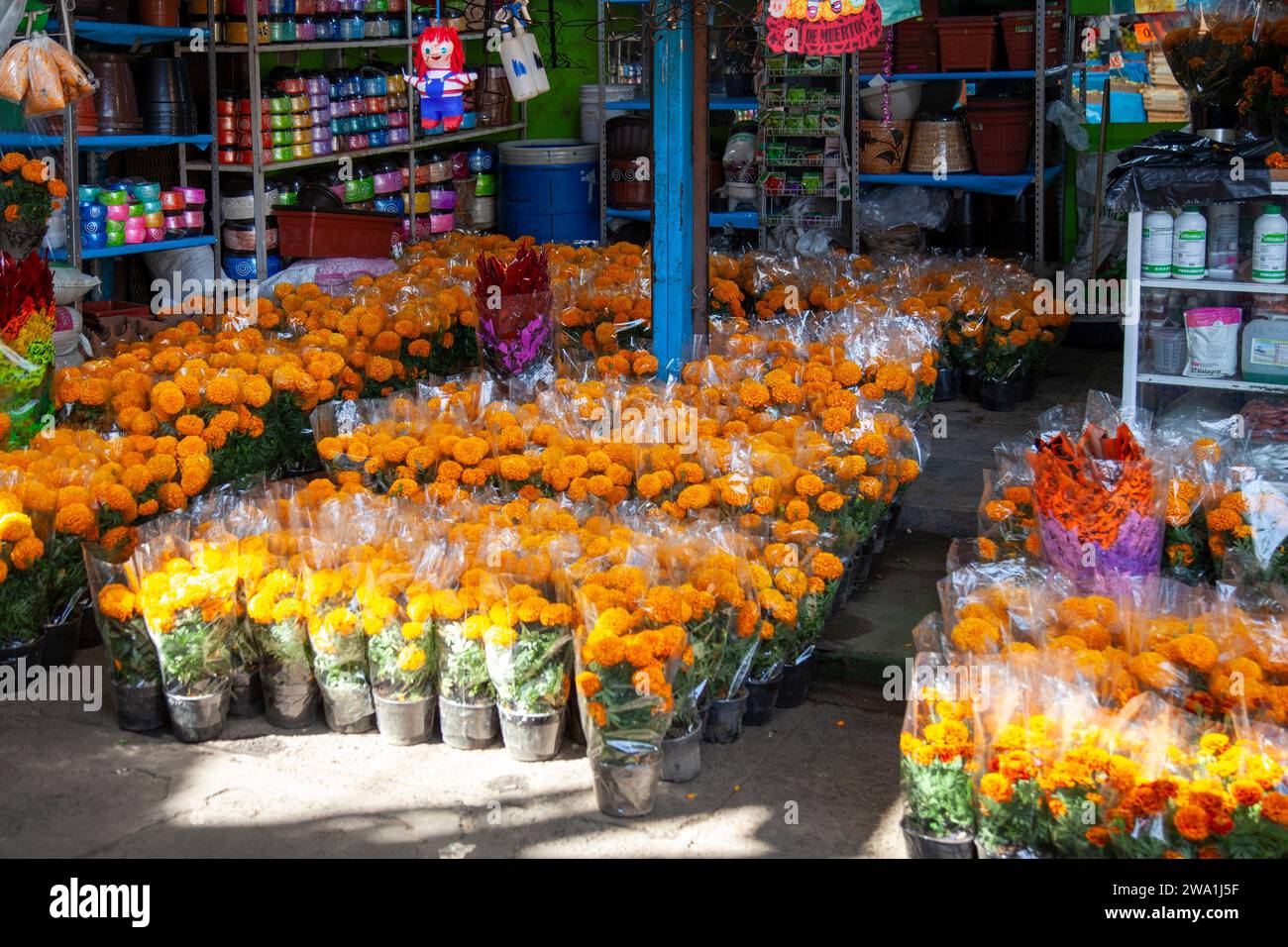 Topf-Mrigolds zum Verkauf auf Jamaica Market, Mexiko-Stadt Stockfoto