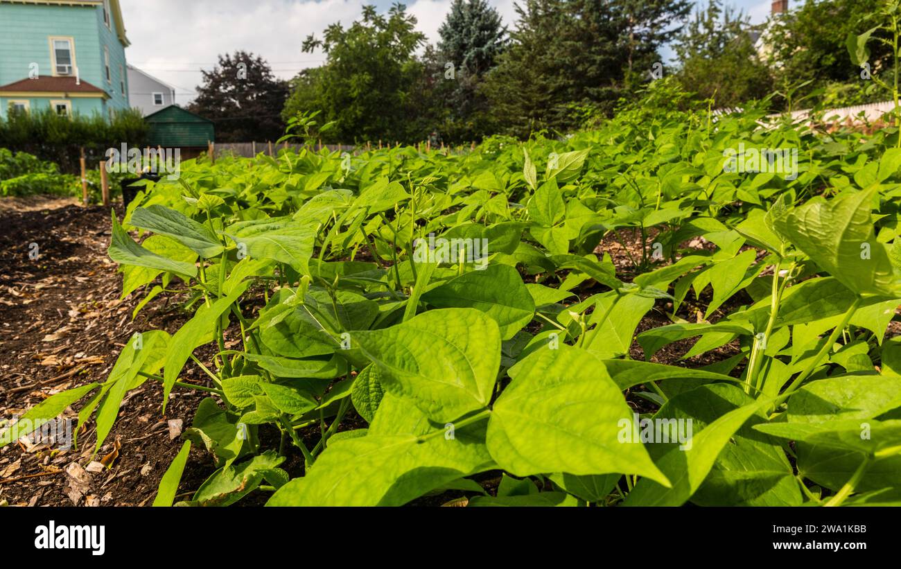 Bohnen wachsen auf der Garrison-Trotter Farm im Stadtteil Dorchester in Boston, Massachusetts. Stockfoto