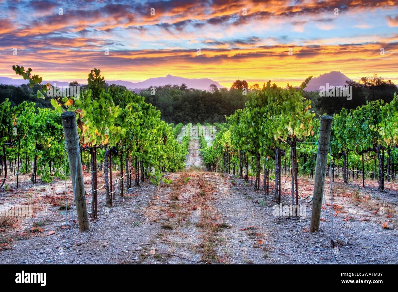 Ein wunderschöner Sonnenaufgang über einem Weinberg im Dry Creek Wine Country, CA. Stockfoto