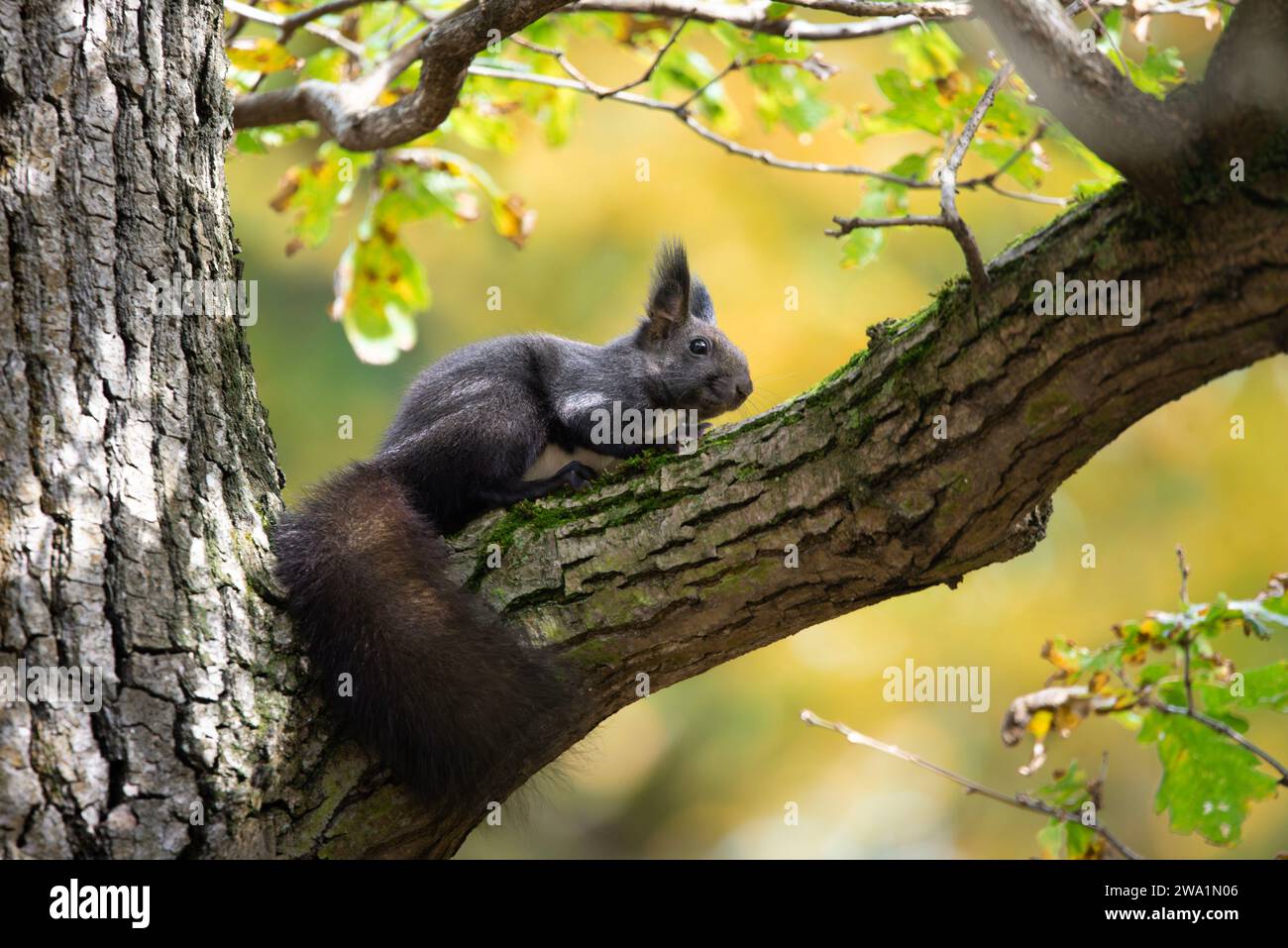 Ein schwarzes Eichhörnchen, das an Herbsttagen auf einem Baum sitzt. Stockfoto