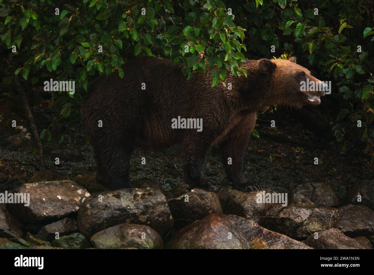 Ein Grizzlybär steht auf einigen Felsen am Ufer in Alaska Stockfoto