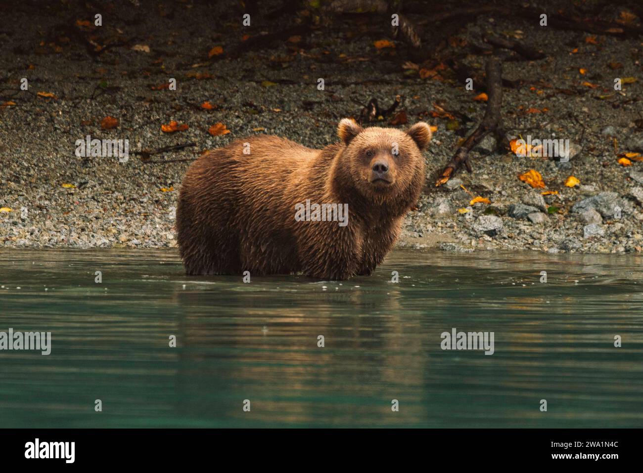 Grizzy Bär steht in einem See in Alaska Stockfoto