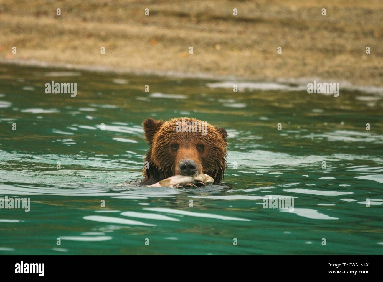 Ein Grizzlybär schwimmt in einem See mit einem Lachs in Alaska Stockfoto