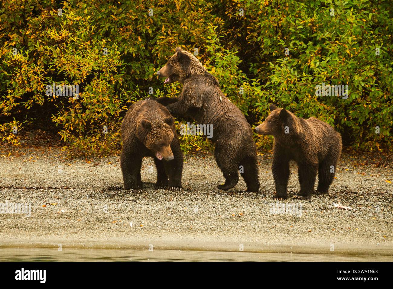 Drei Jungtiere spielen am Seeufer in Alaska Stockfoto
