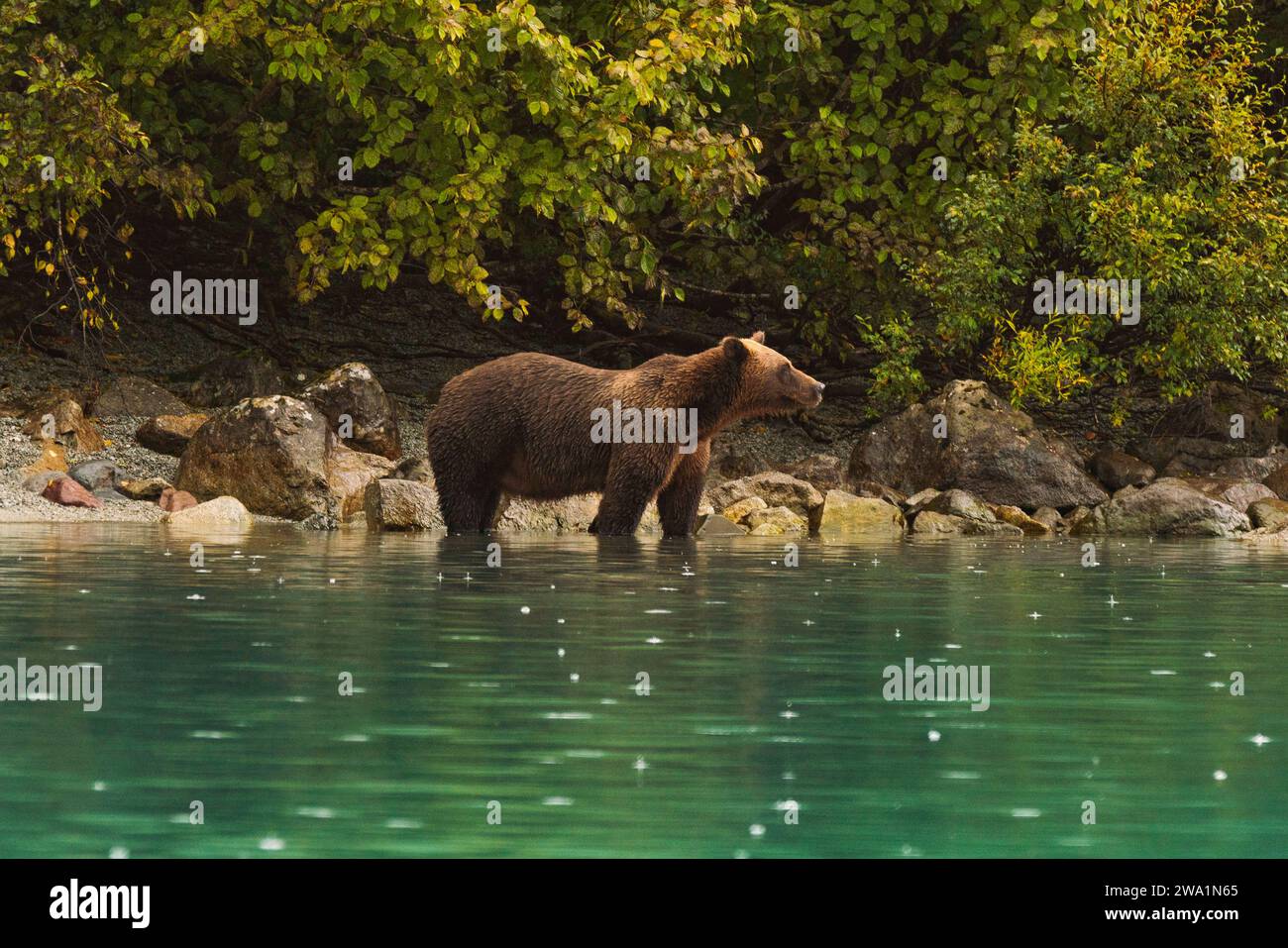 Ein Grizzlybär steht in einem See im Regen Stockfoto