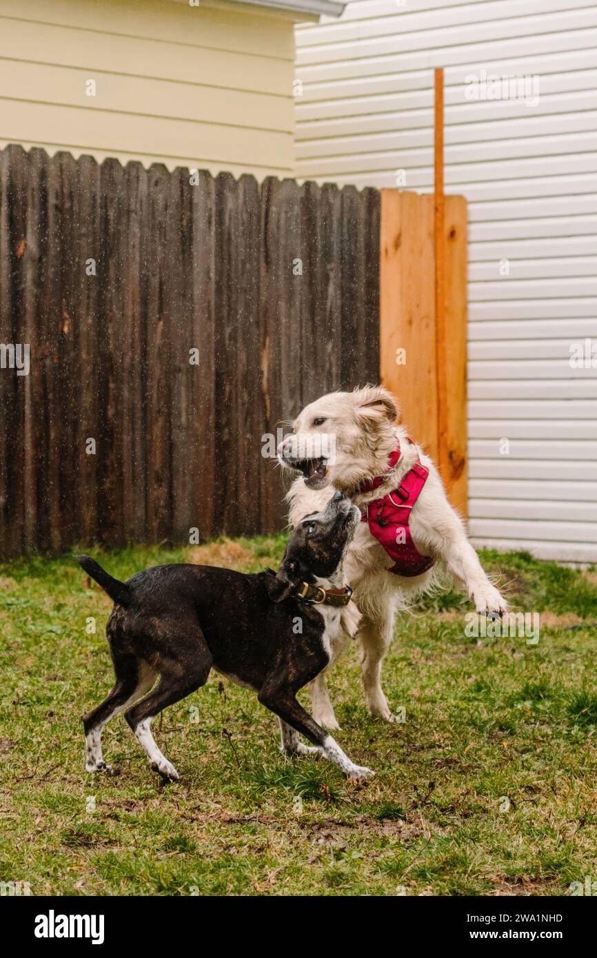 Zwei Hunde (Golden Retriever und Hound Mix) spielen im Regen Stockfoto
