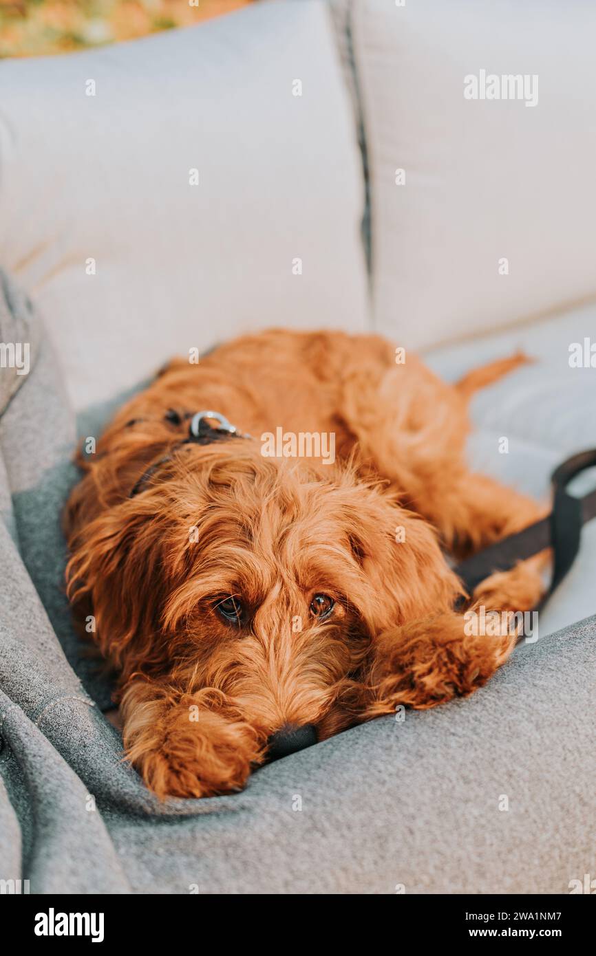 Goldendoodle mit einem traurigen Hundegesicht, das auf der Couch sitzt Stockfoto