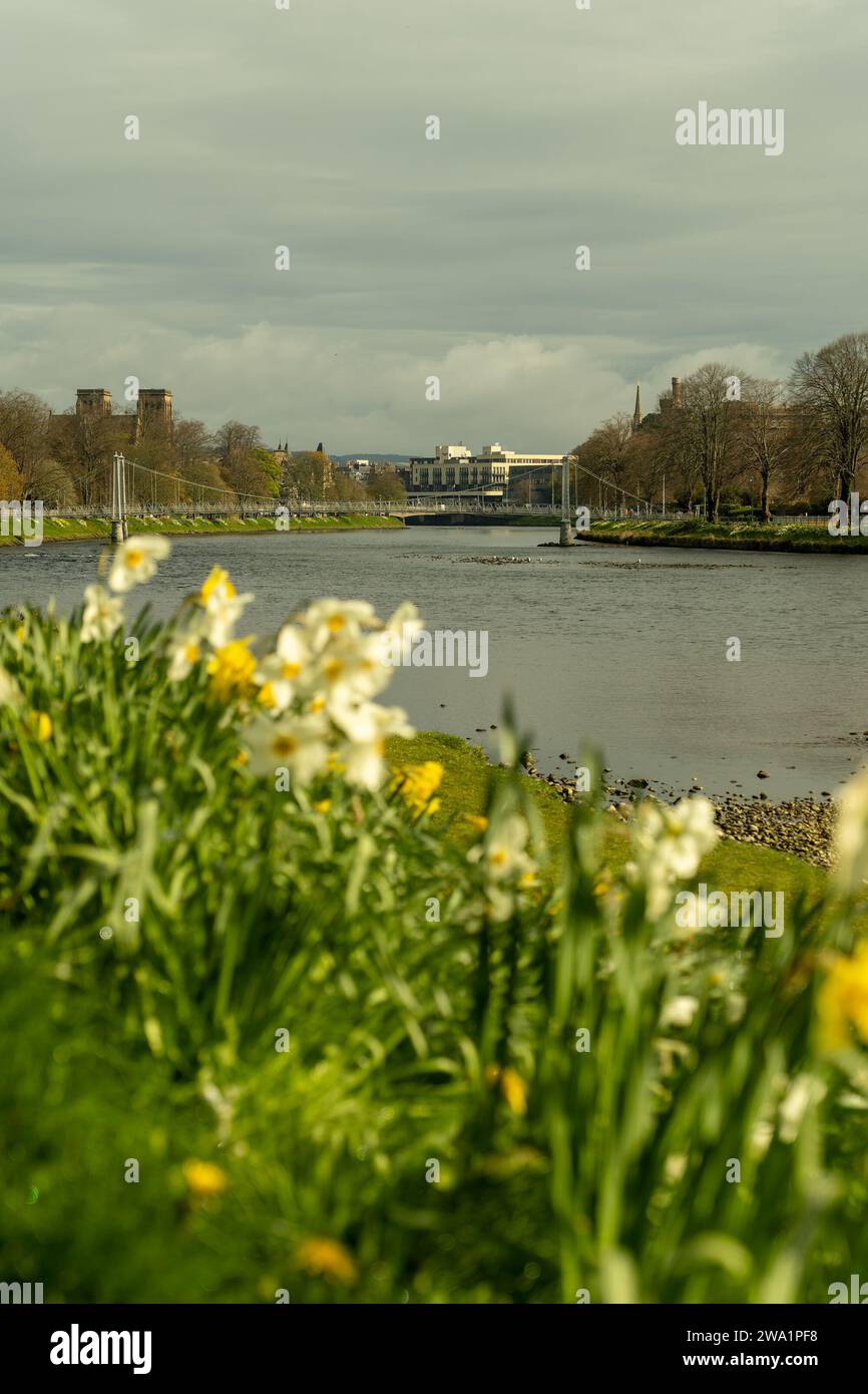 Blick auf das Stadtzentrum von Inverness entlang des Flusses Ness, durch Narzissen an einer der historischen Hängebrücken, die den Fluss Inbhir Ni überspannen Stockfoto