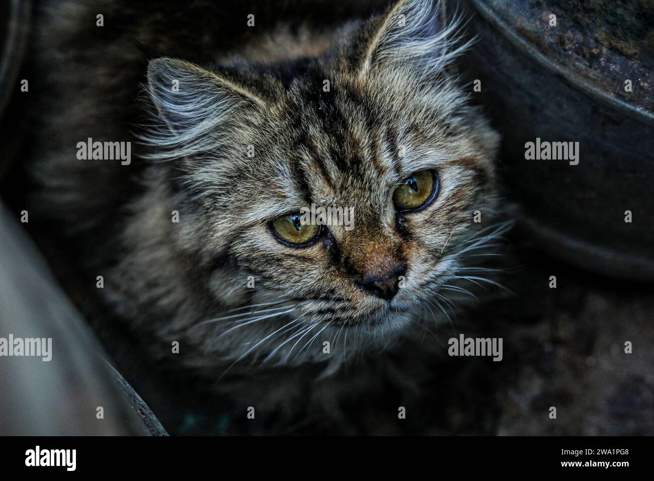 Die Katze: Allgemein als Hauskatze oder Hauskatze bezeichnet, ist die einzige Hauskatze in der Familie. Stockfoto