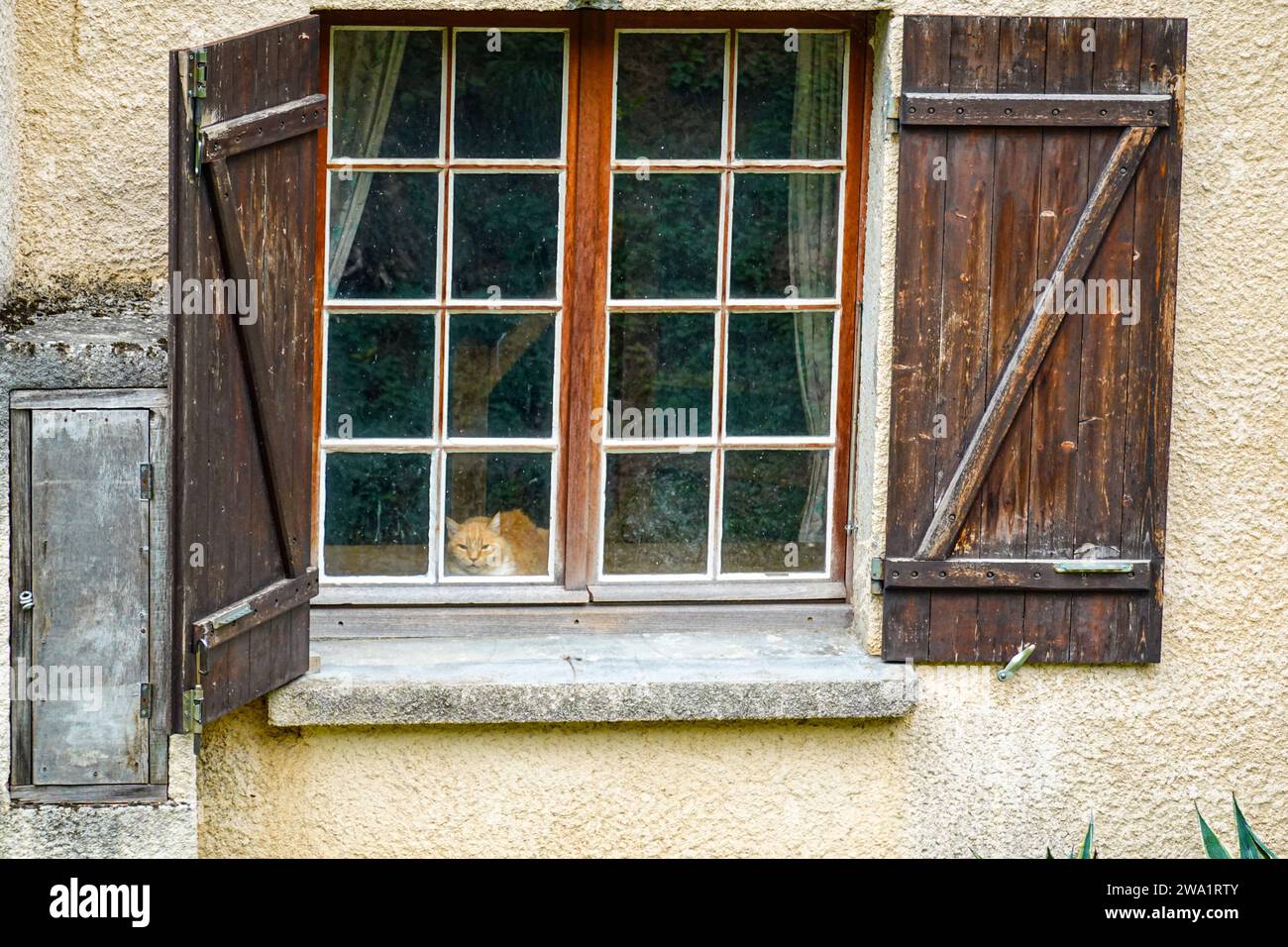 Die alte Ginger tom Katze schaut aus schmutzigen Fenstern, mit Holzläden Stockfoto