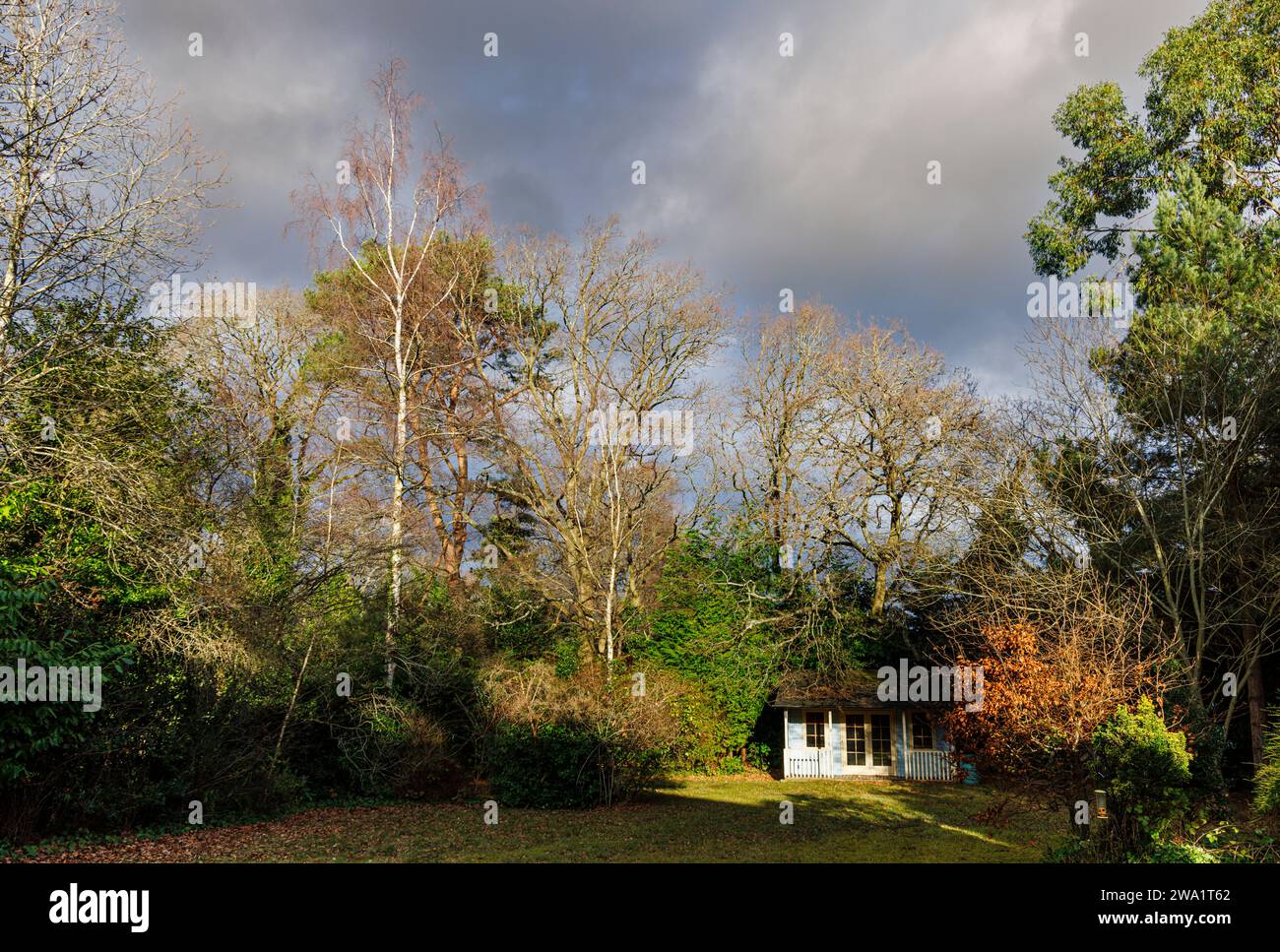 Winterwetter in Großbritannien: Gartenschuppen und Laubbäume einschließlich Silberbirken (Betula pendula) in der Sonne vor grauen dunklen Regenwolken, Surrey Stockfoto