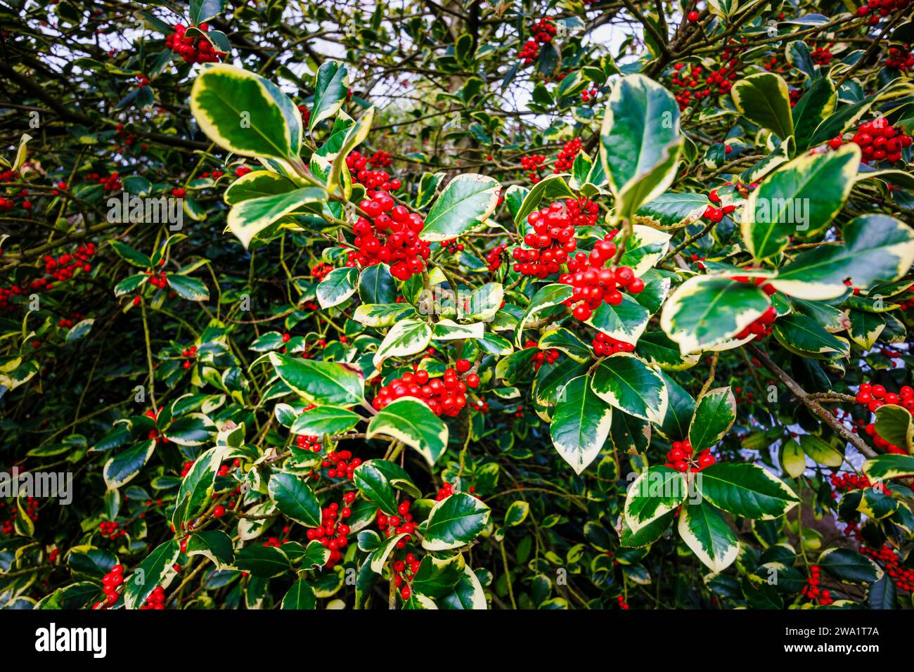 Immergrüner, variierender stechpalme (weiblich) Ilex x altaclerensis