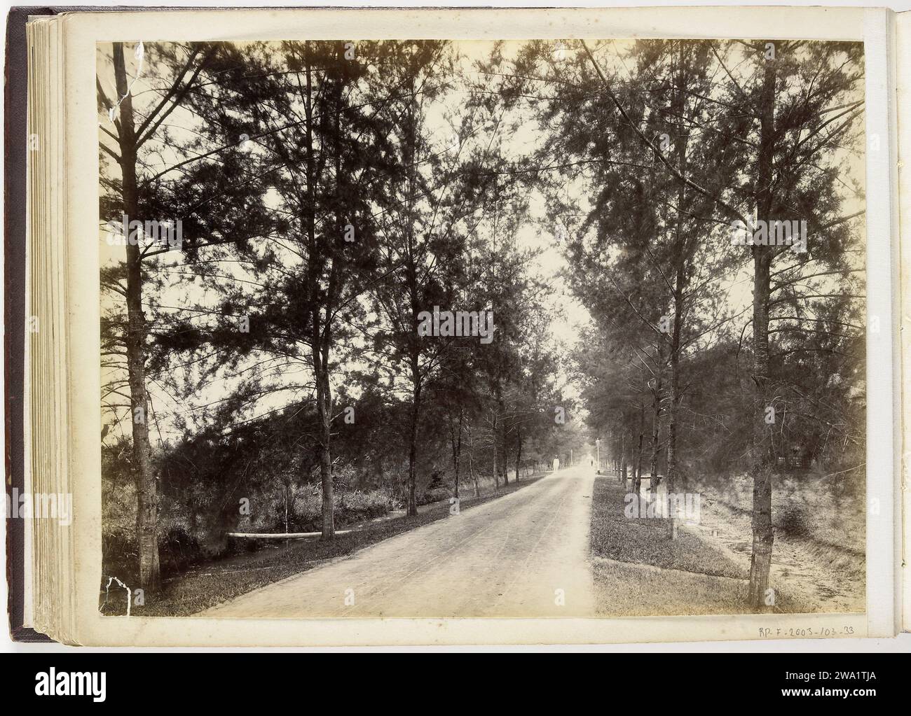 Gesicht in Laan mit Bäumen, Sumatra, ca. 1890 - ca. 1900 Foto Bindjai Langkat fotografische Unterstützung. Papier. Sumatra aus Pappe mit Albumendruck Stockfoto