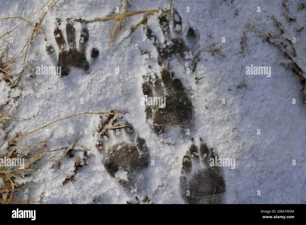 Waschbärmuster vorne und hinten im Schnee. Befindet sich in Saskatchewan, Kanada. Stockfoto
