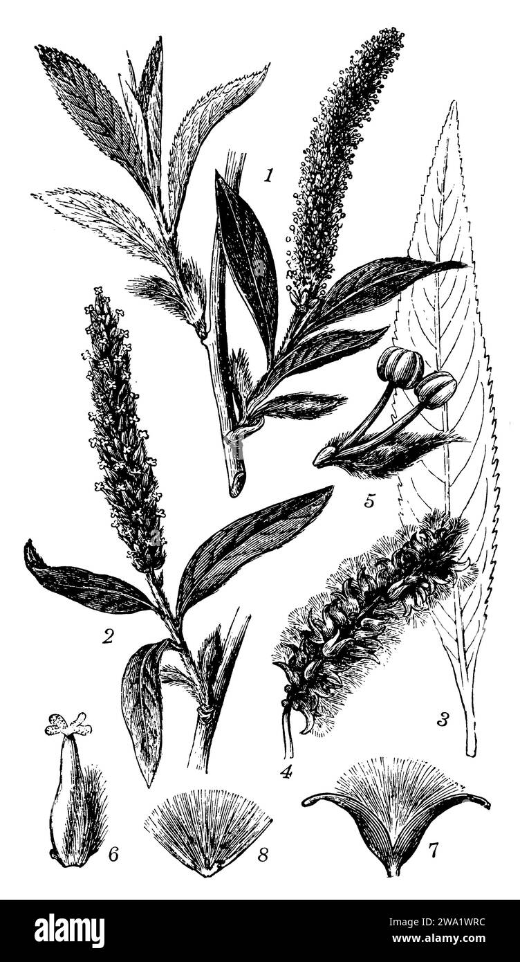 Salix alba, Salix alba, (Enzyklopädie, 1898), Silber-Weide, saule Blanc Stockfoto