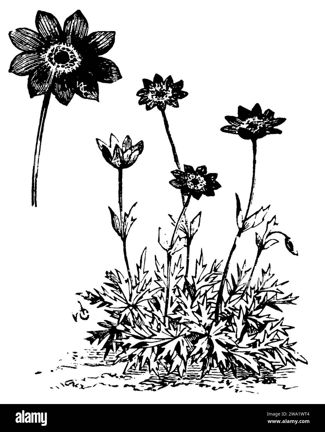 Breitblättrige Anemone var. Fulgens flore pleno, Anemone hortensis, (, 1911), Stern-Anemone var. Fulgens flore pleno, Anemone hortensis var. Fulgens flore Pleno Stockfoto