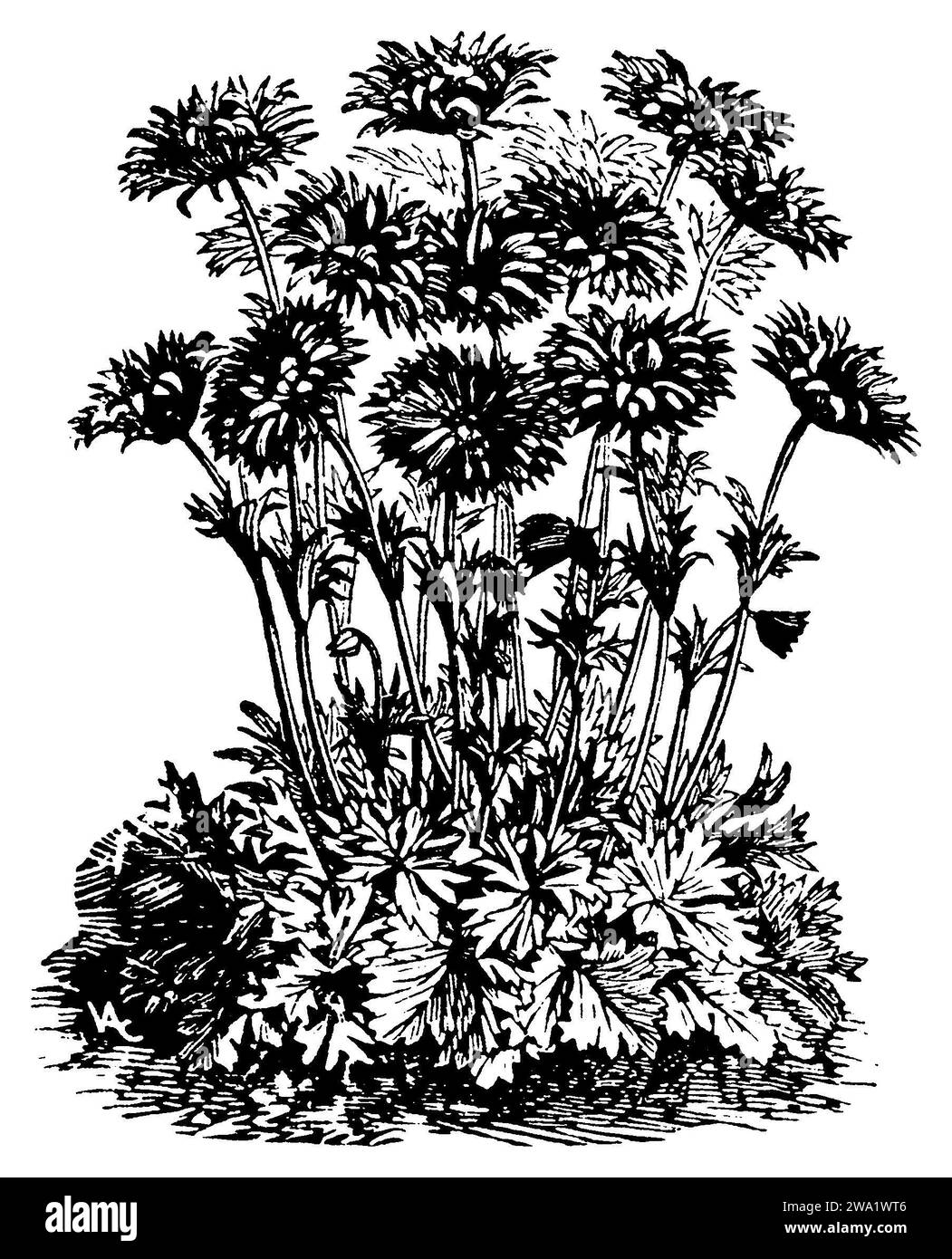 Breitblättrige Anemone var. Fulgens, Anemone hortensis, (, 1911), Stern-Anemone var. Fulgens, Anemone hortensis var. Fulgens Stockfoto