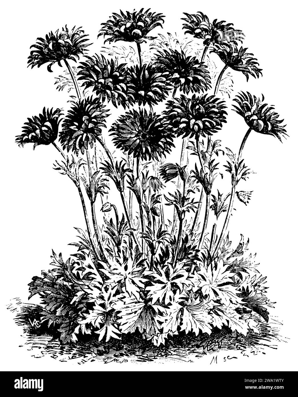 Breitblättrige Anemone var. Fulgens, Anemone hortensis, (, 1911), Stern-Anemone var. Fulgens, Anemone hortensis var. Fulgens Stockfoto