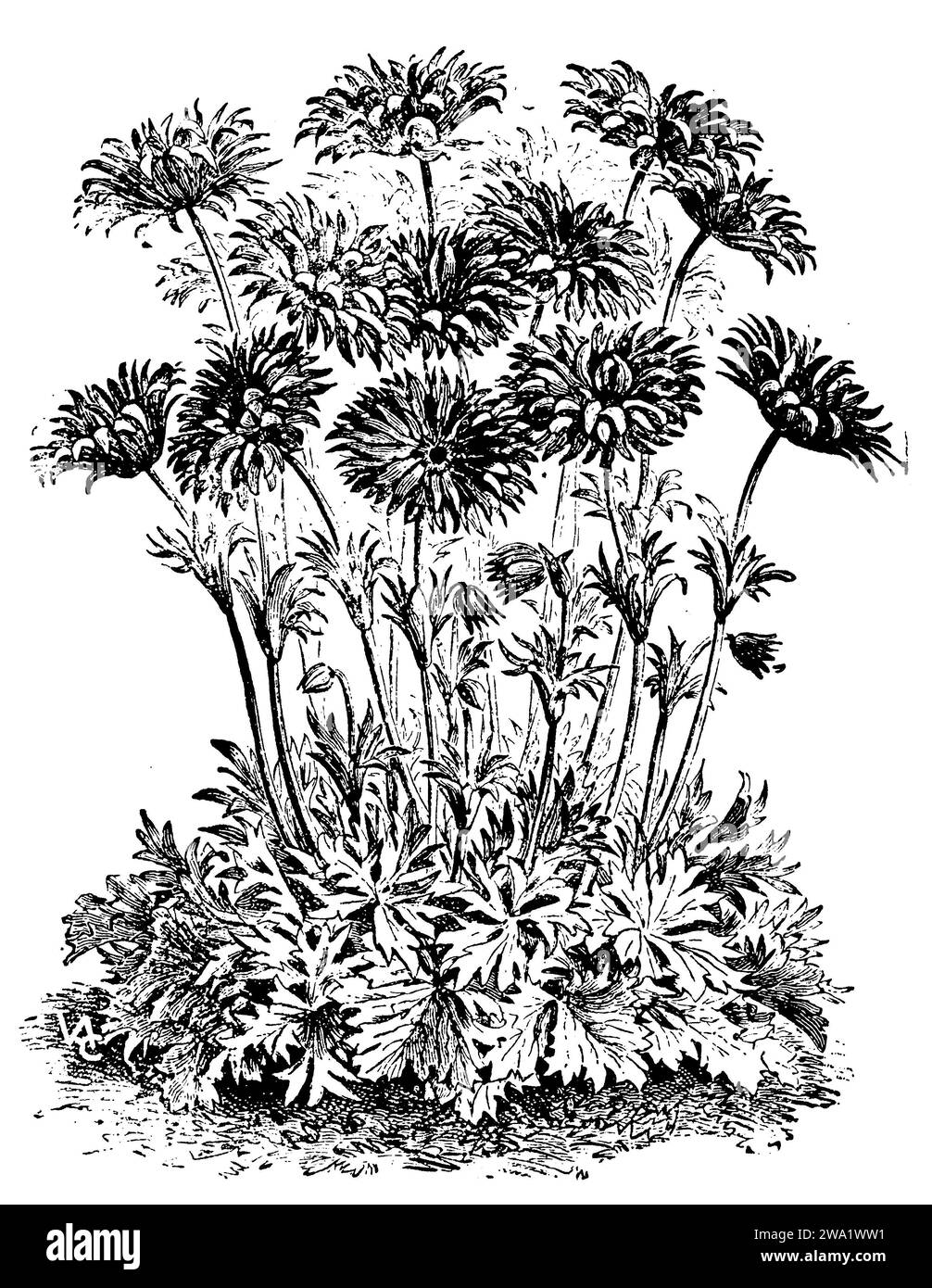 Breitblättrige Anemone var. Fulgens flore pleno, Anemone hortensis, (, 1911), Stern-Anemone var. Fulgens flore pleno, Anemone hortensis var. Fulgens flore Pleno Stockfoto