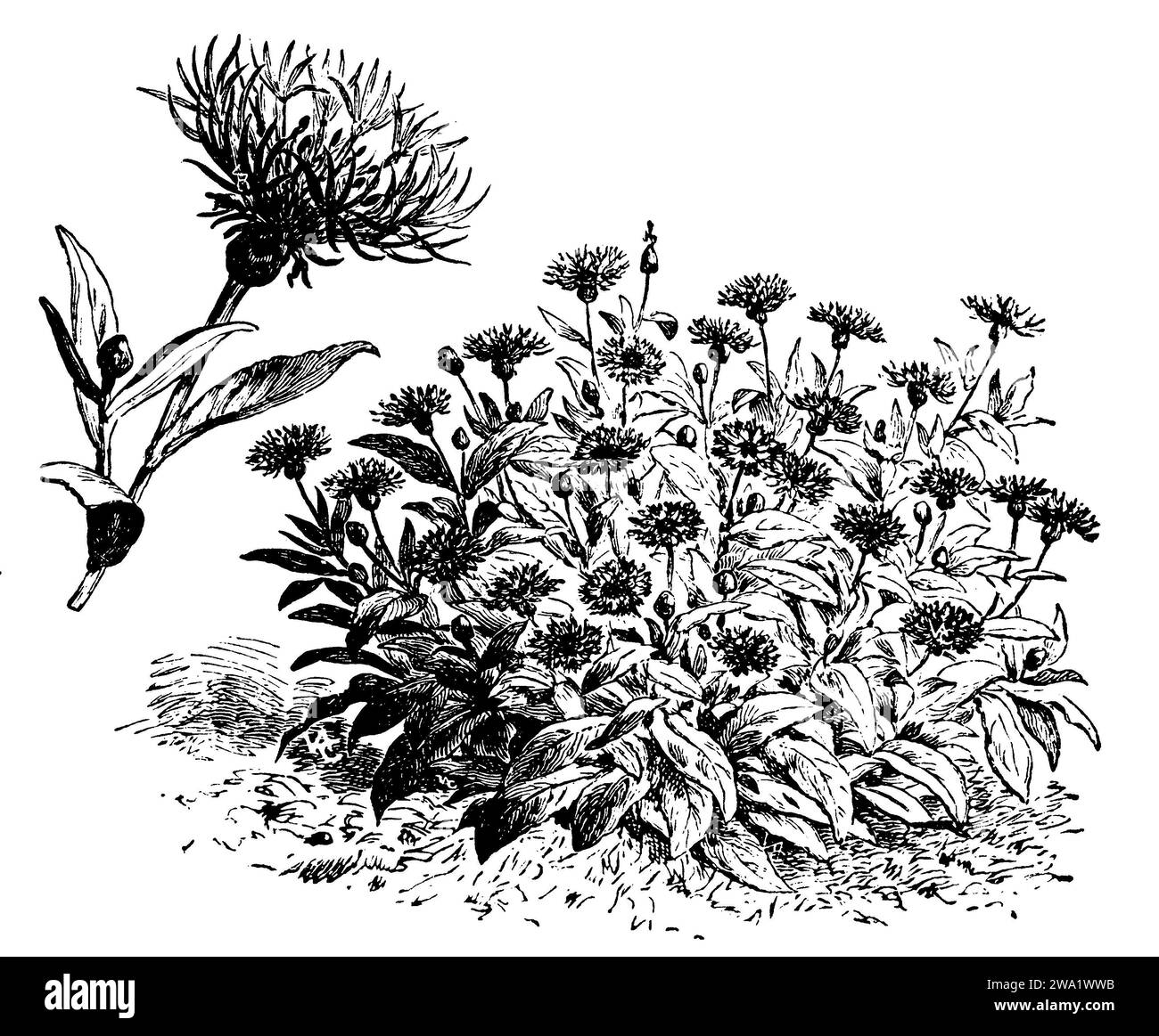Mehrjährige Kornblume, Centaurea montana, (, 1911), Berg-Flockenblume, Barbeau des montagnes Stockfoto