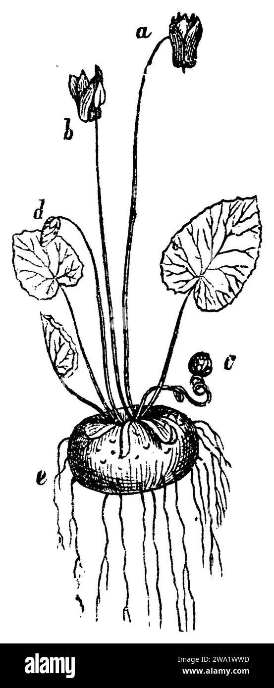 Europäisches Cyclamen, a u. b, zwei Blüten auf einem Stiel, mit der glockenförmigen Korolla, ihrem fünfteiligen Fransen nach hinten gebrochen, c Kapsel, zur Fruchtzeit auf einem spiralförmig gewickelten Stiel, d Blütenknospe, e scheibenförmige Knolle! (Fleischiges, tuberöses Rhizom)., Cyclamen purpurascens, (Botanik-Buch, 1886), europäisches Alpenveilchen, a u. b, zwei Blüten auf einem Schaft, mit der glockigen Blütenkrone, deren fünfteiliger Saum zurückgebrochen, c Kapsel, zur Fruchtzeit auf schraubig gewundenem Schaft, d Blütenknospe, e scheibenförmige Knolle ! (Fleischiger, knollenartiger Wurzelstock), Cyclamen pourpre, a et b, deux fleurs Stockfoto