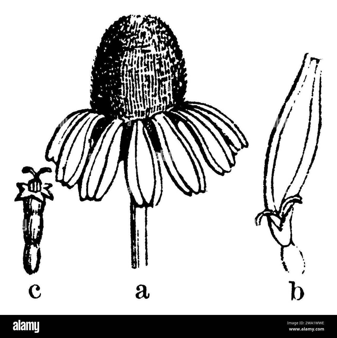 Kamille, a der Blumenkopf strahlt (strahlenblütig), b Eine strahlende oder linguläre Blüte vom Strahl oder Rand des Blumenkopfes, c Eine röhrenförmige Blüte aus der Mitte oder Scheibe des Blumenkopfes., Matricaria recutita Syn. Chamaemelum chamomilla Matricaria chamomilla, (Botanikbuch, 1886), Kamille, A der Blütenkopf strahlend (Strahlenblüter), b eine strahlende oder zungenförmige Blüte aus dem Strahle oder Rande des Blütenkopfes, c eine röhrige Blüte aus der Mitte oder der Scheibe des Blütenkopfes, Camomille sauvage, Matricaire camomille, Petite Camomillea le capitule rayonnant (Radionant), b une Fleurray Stockfoto