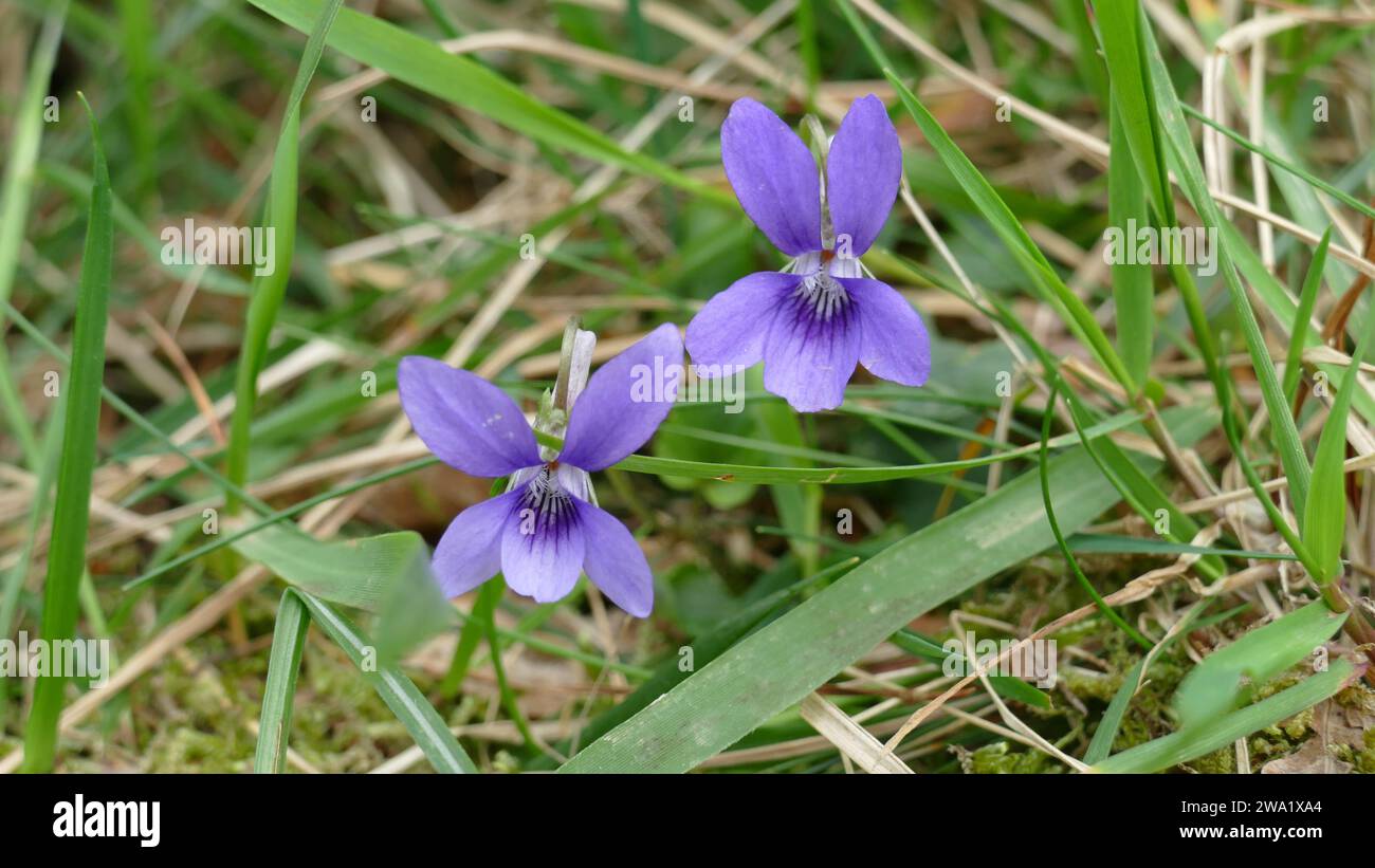 Violette Blüten im Gras des Berges Stockfoto