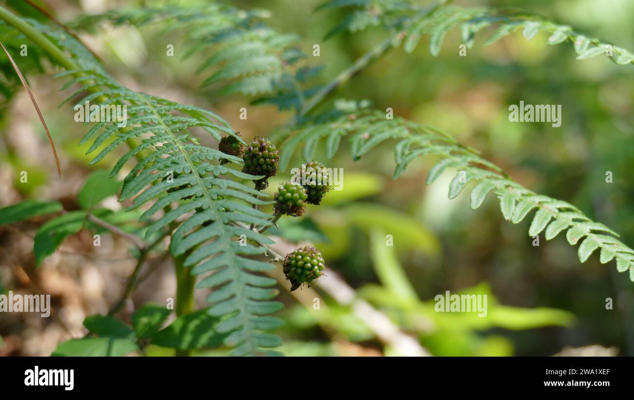 Brombeerpflanze mit kleinen grünen Beeren Stockfoto